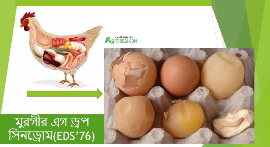 favus-in-chickens-risks-ringworm-treatment-chicken-fans