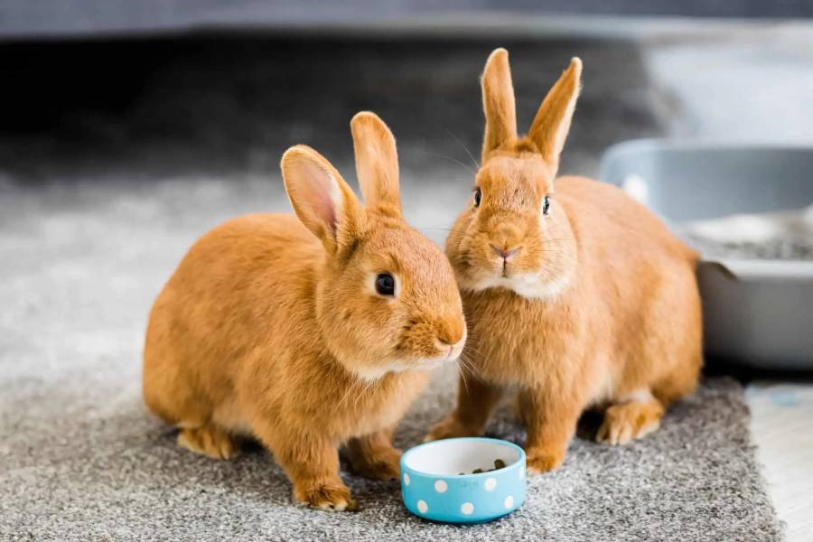 বাসায় খরগোশ (Rabbit)পালনের উত্তম পদ্ধতি - AgroBD24.com